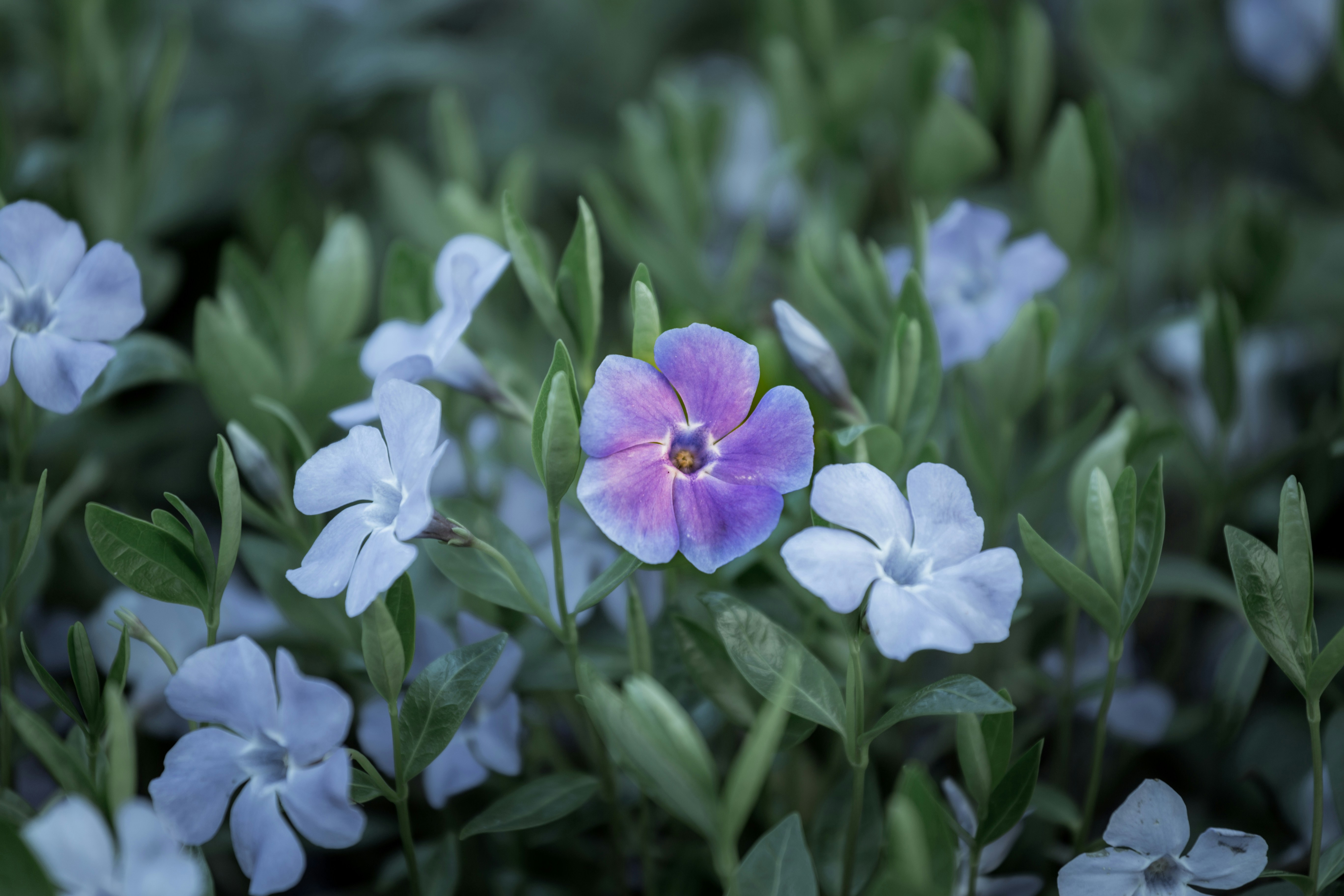 Photo by blooddrainer