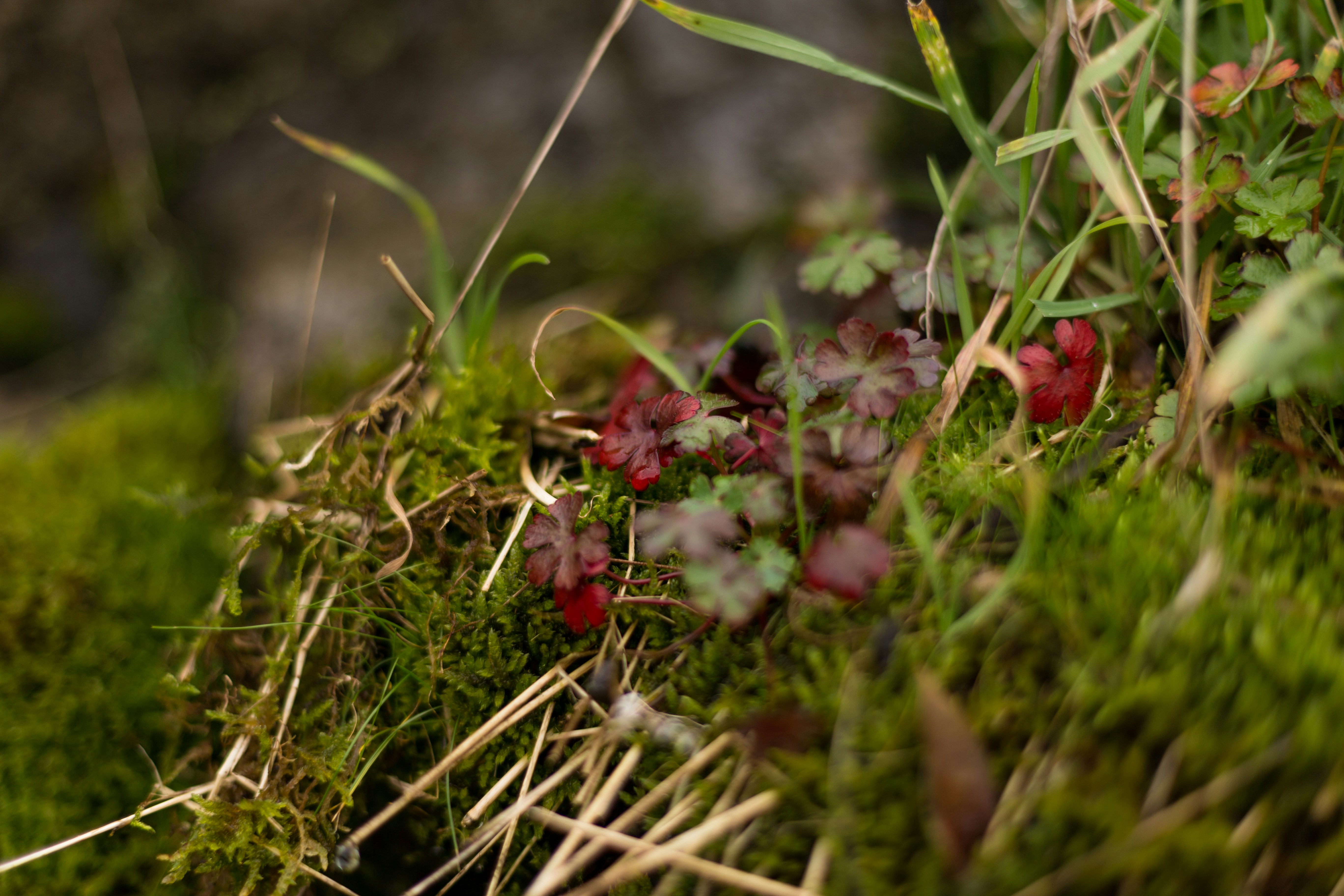 Photo by blooddrainer