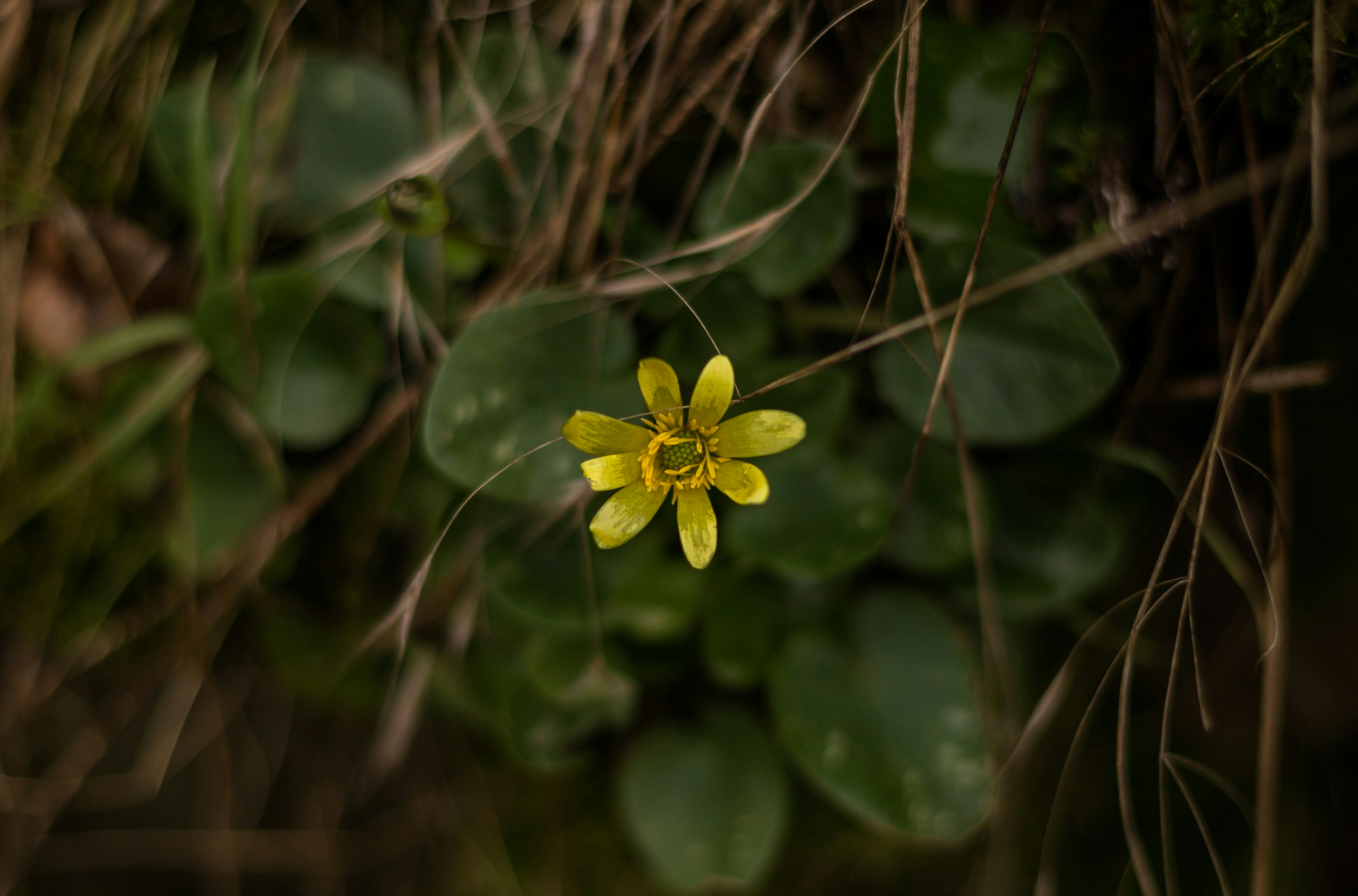 Photo by blooddrainer