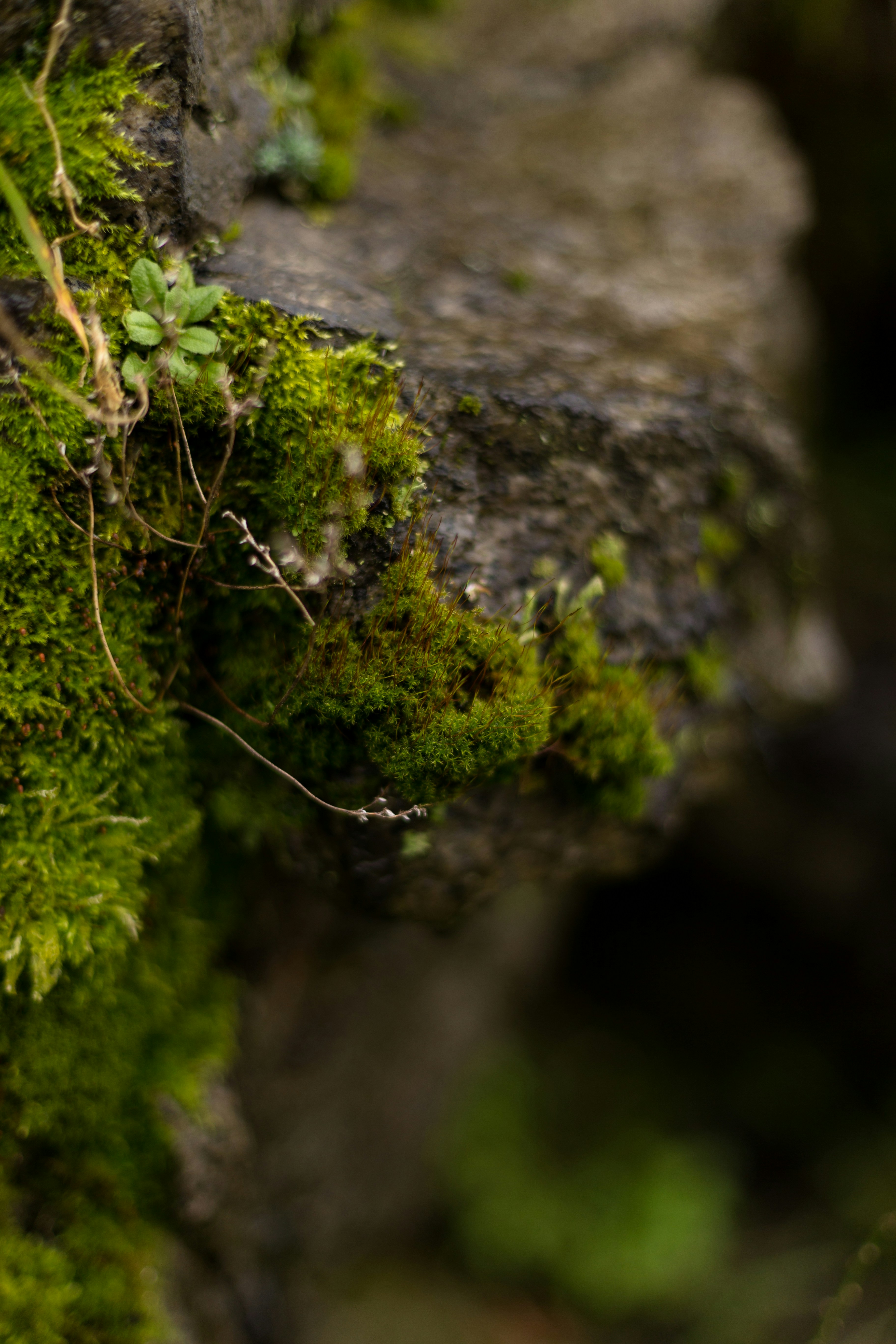 Bryophyte