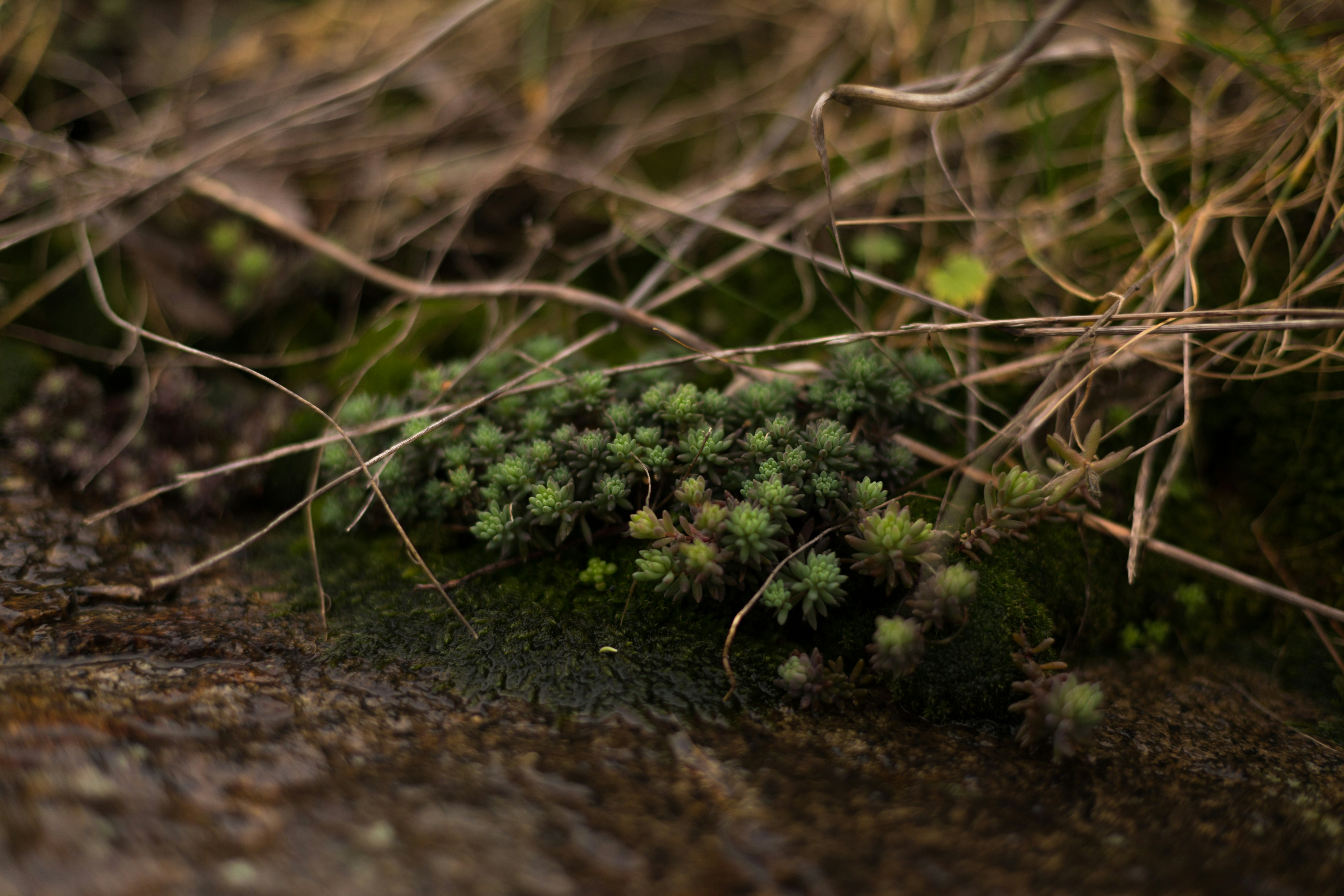 Photo by blooddrainer