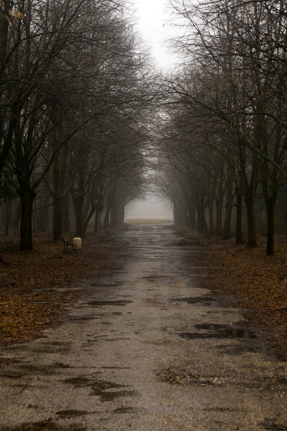 a road that has a bunch of trees on both sides of it