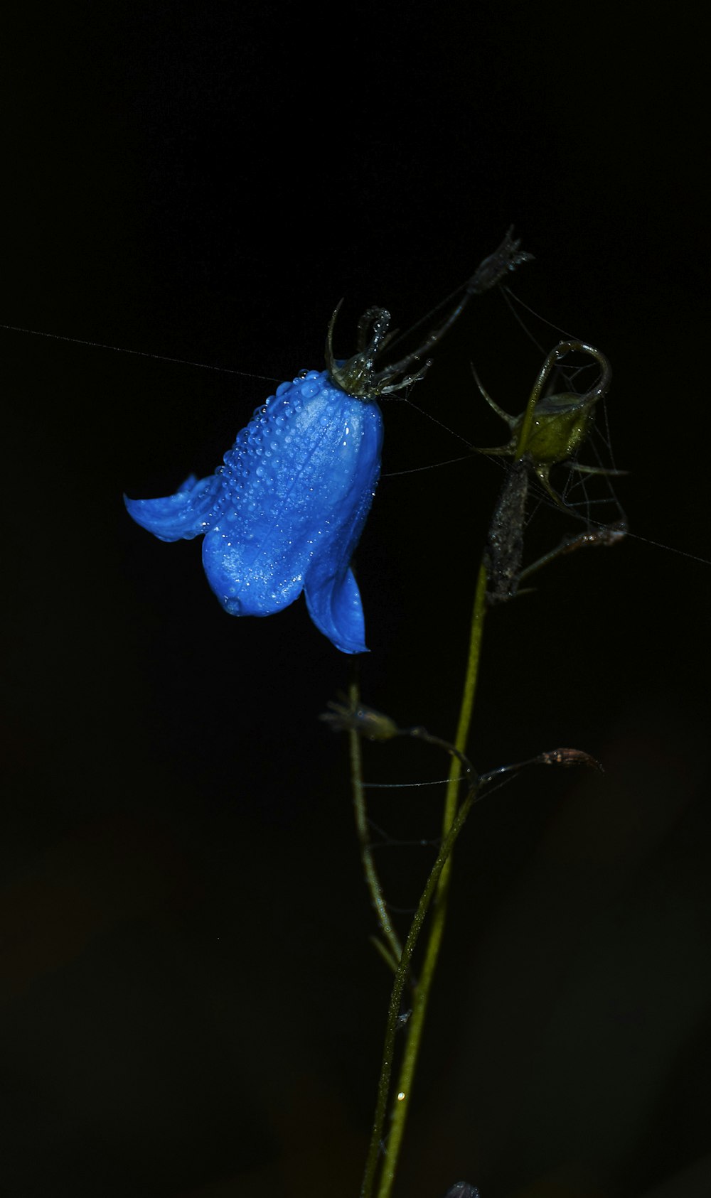 a blue flower with water droplets on it