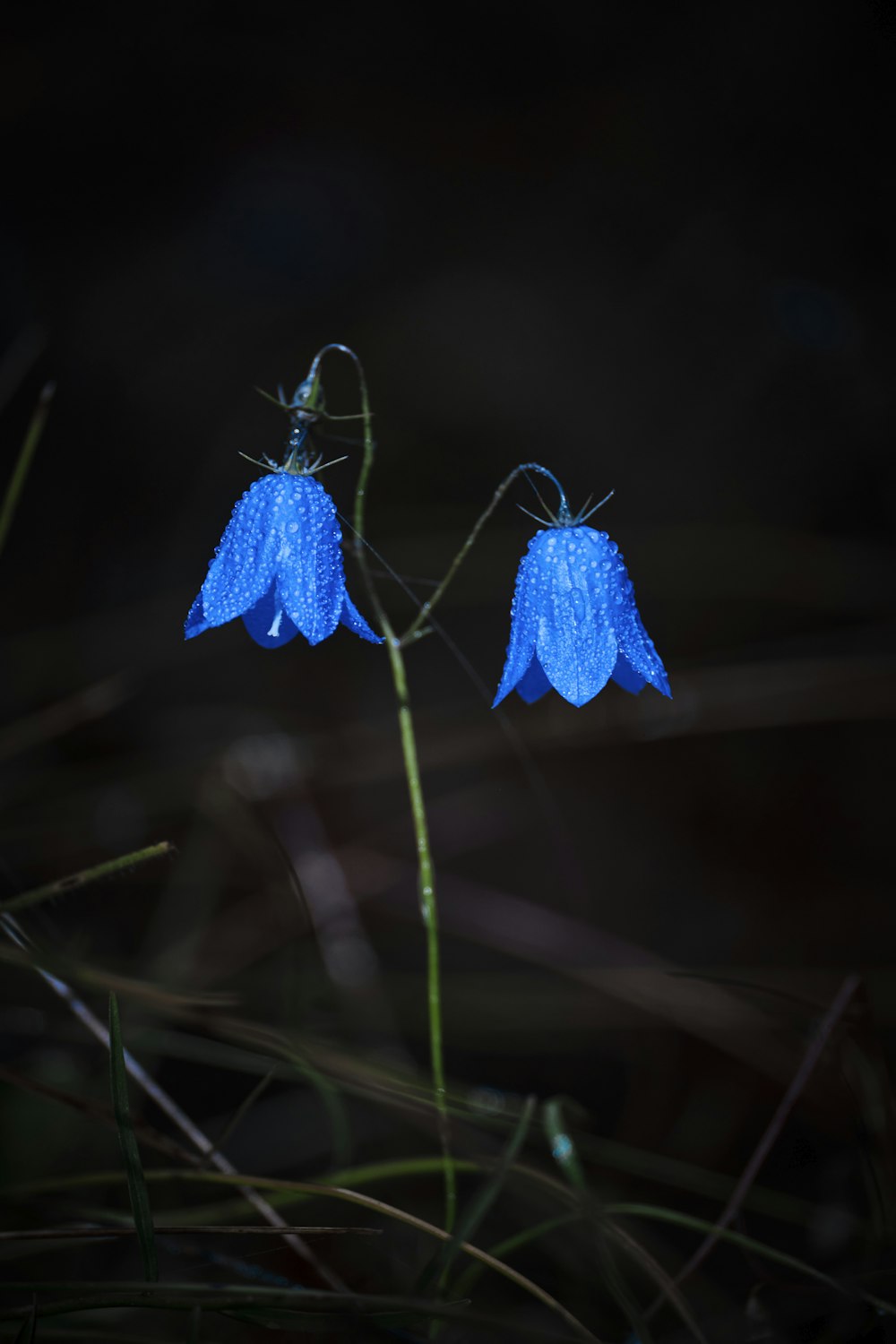 a couple of blue flowers sitting on top of a lush green field