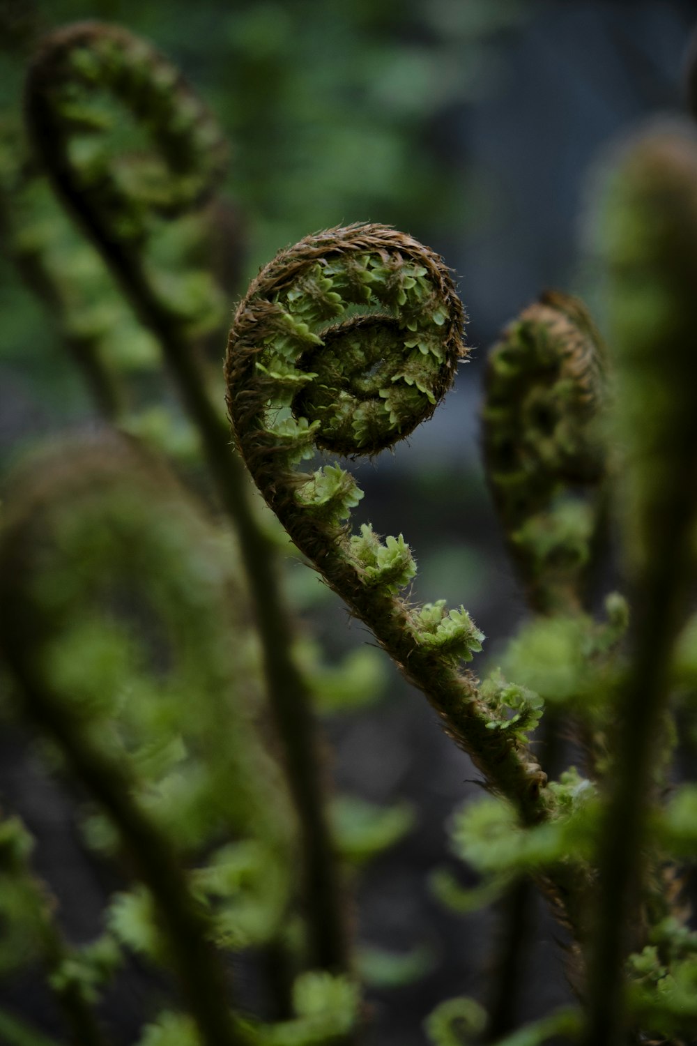 a close up of a plant with moss growing on it