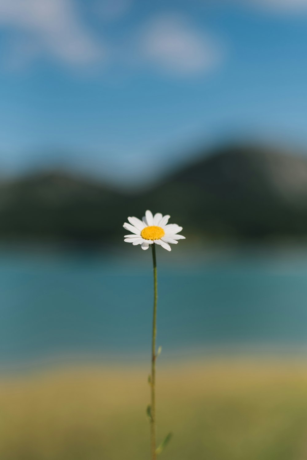 a single white daisy sitting on top of a grass covered field