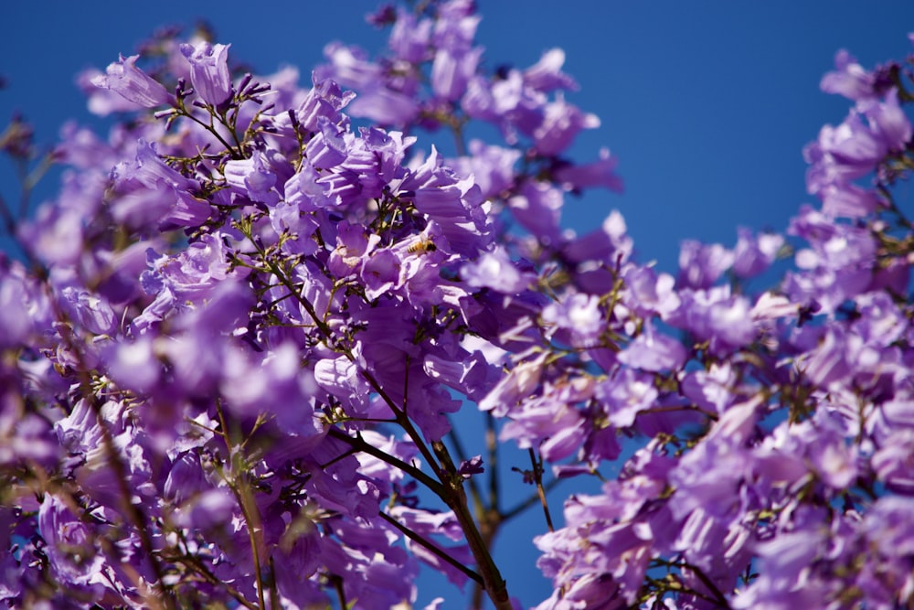 Las flores púrpuras están floreciendo en un día soleado