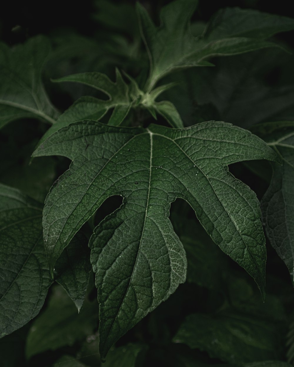 a close up of a green leaf on a plant