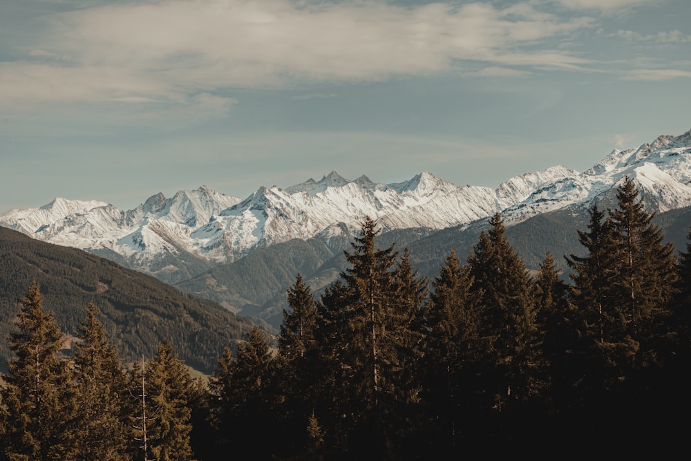 une vue d’une chaîne de montagnes avec des arbres au premier plan