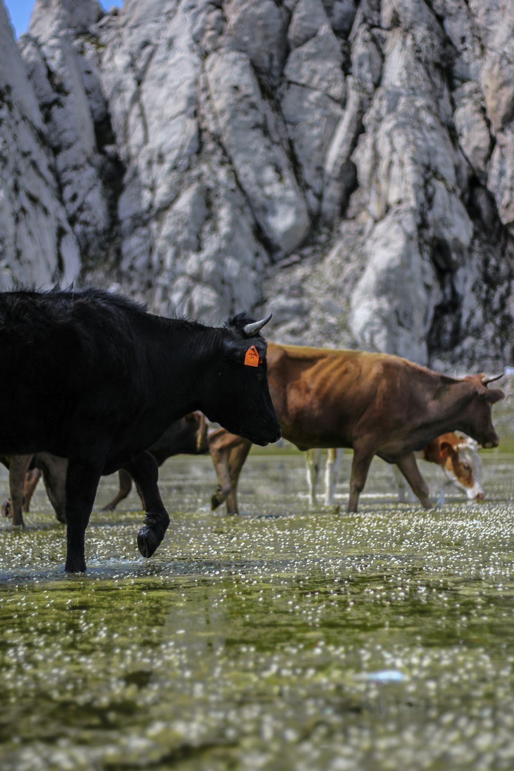 a herd of cattle walking across a grass covered field