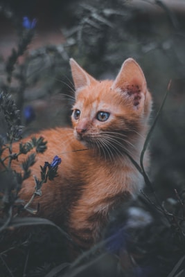 A ginger kitten with striking blue eyes sits amidst a background of dark green foliage and scattered small purple flowers. Its fur is sleek and shiny, capturing the soft light that filters through the leaves.