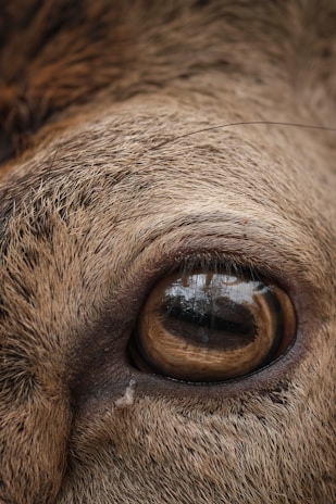 A close-up view of an animal's eye, showcasing the intricate details of the surrounding fur and the glossy surface of the eye. The texture of the fur appears coarse, with a mix of brown and beige colors. The reflection in the eye hints at a natural outdoor setting with some trees.