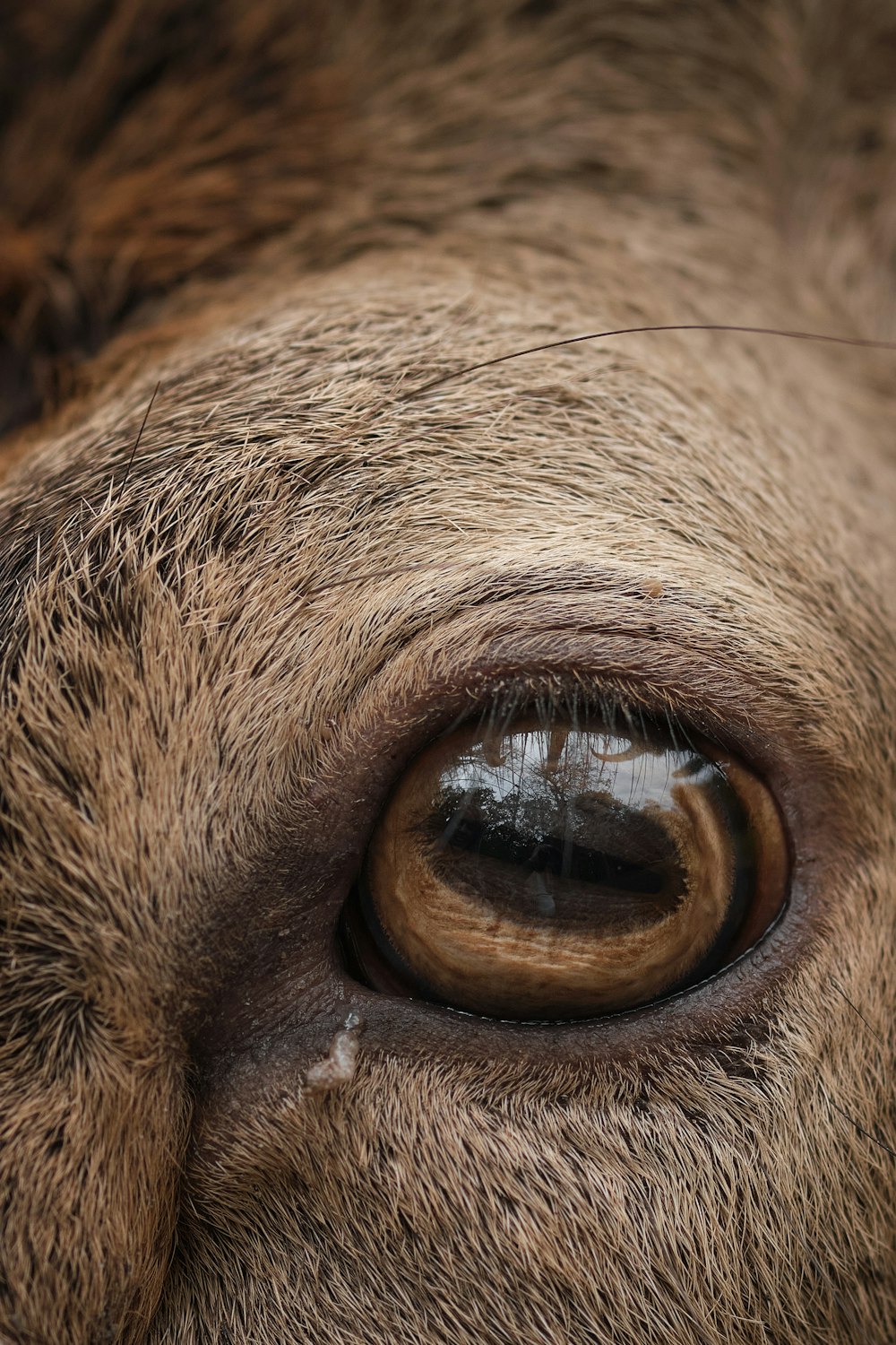 a close up of a cow's brown eye