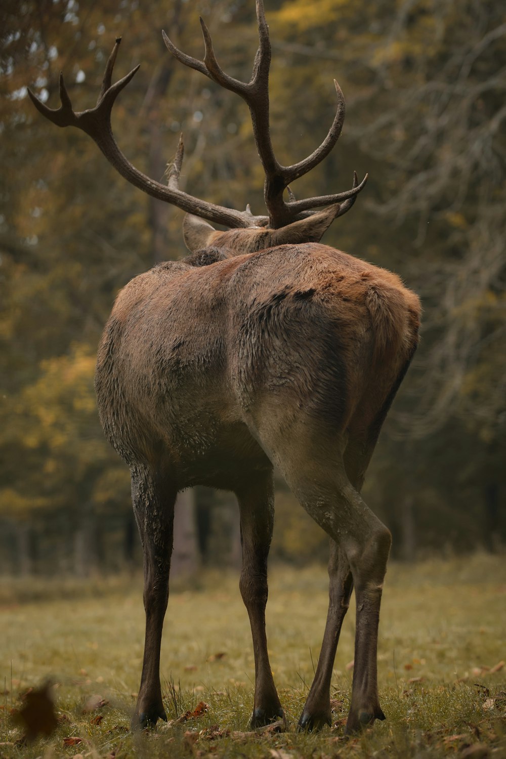 a large deer standing on top of a lush green field