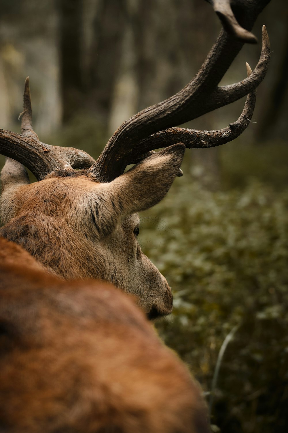 um close up de um cervo com chifres em uma floresta