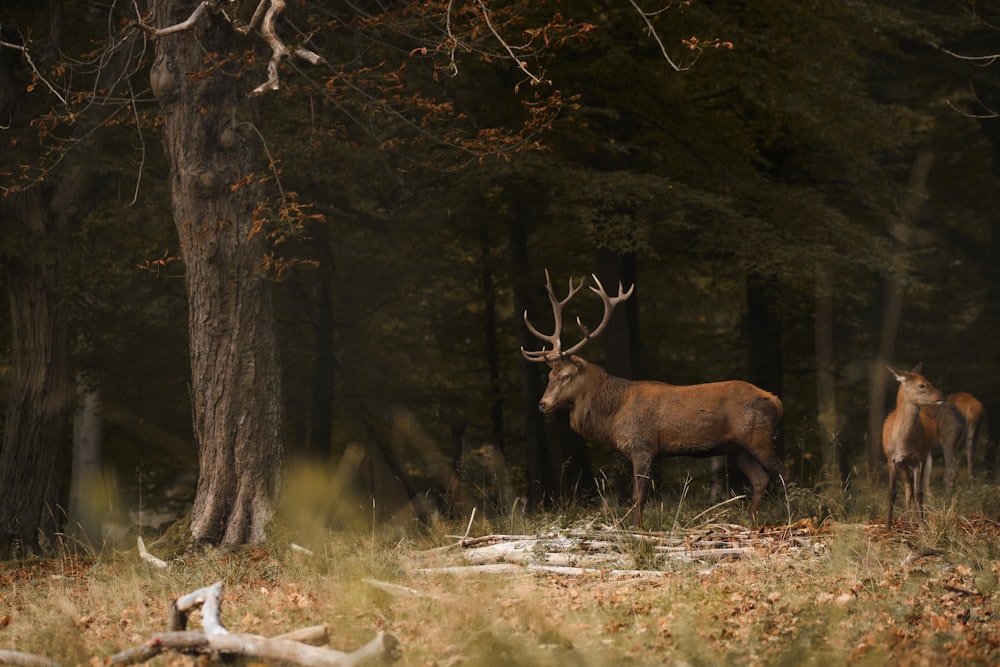 a couple of deer standing next to each other in a forest