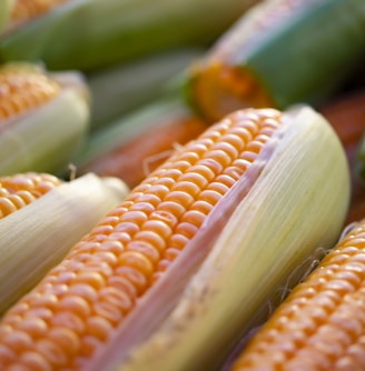 a close up of corn on the cob