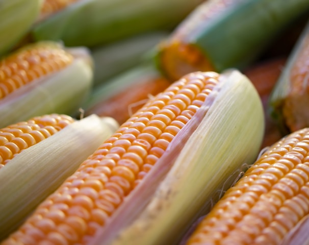 a close up of corn on the cob