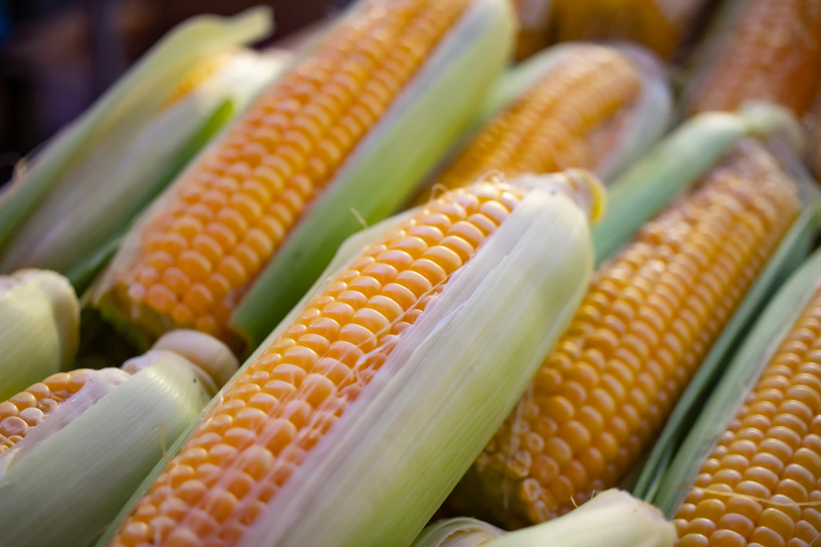 maize fresh crop
