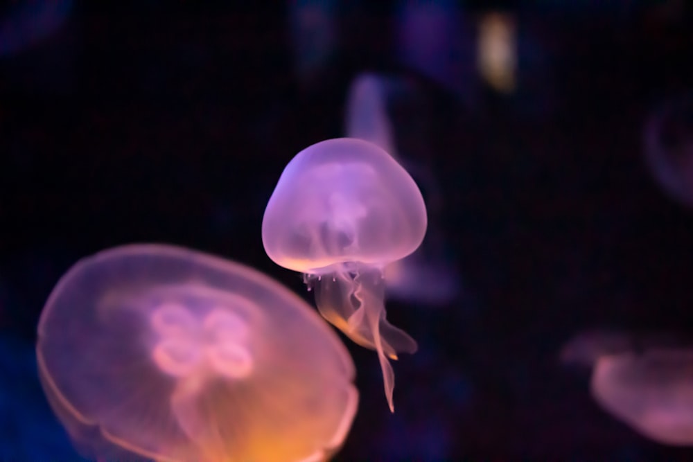 a group of jellyfish floating in the water