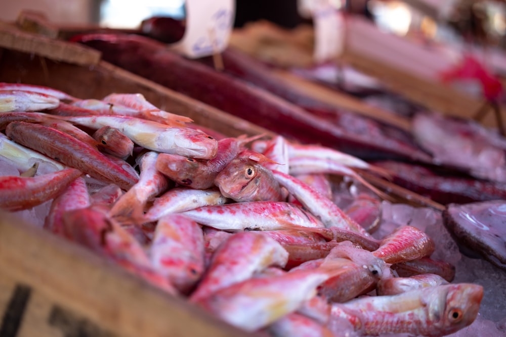 a box filled with lots of different types of fish