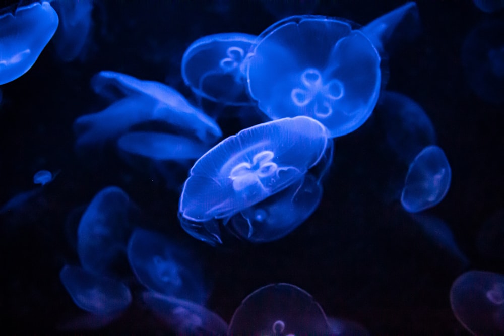 a group of jellyfish swimming in the water