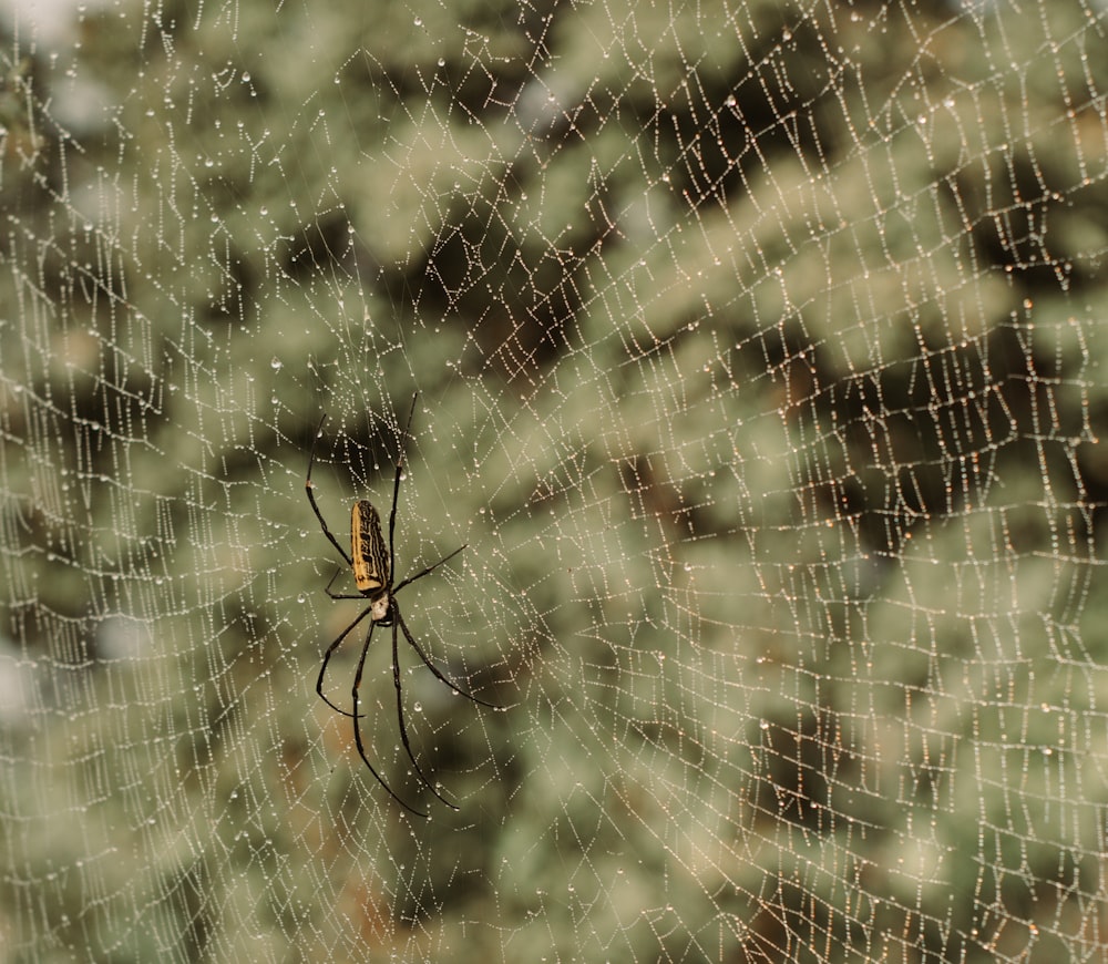 a spider sits on its web in the middle of a forest