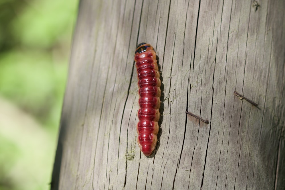 a red caterpillar crawling on a tree trunk