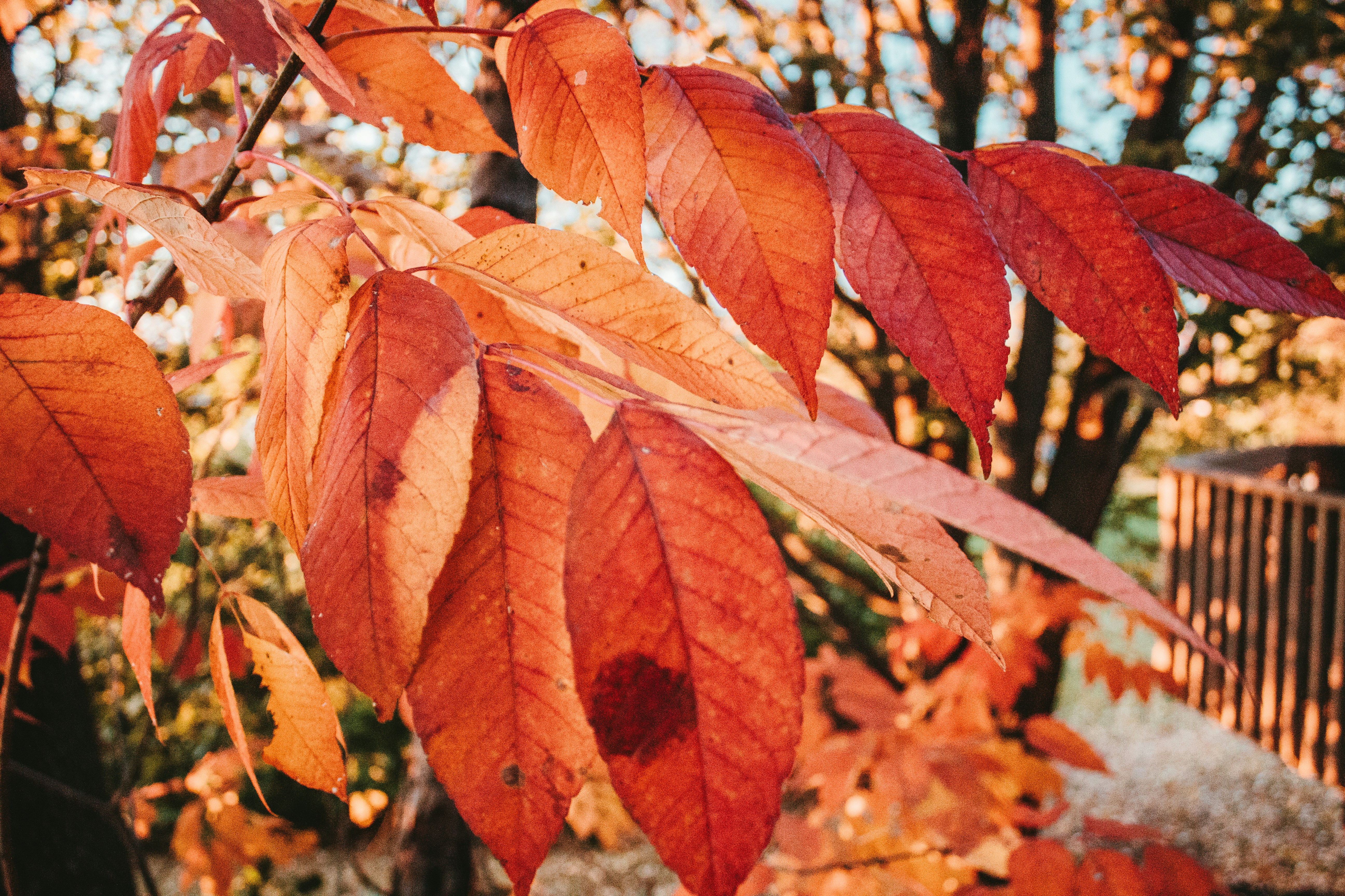 Autumn’s Quiet Testament to the Magnificence of the Creator