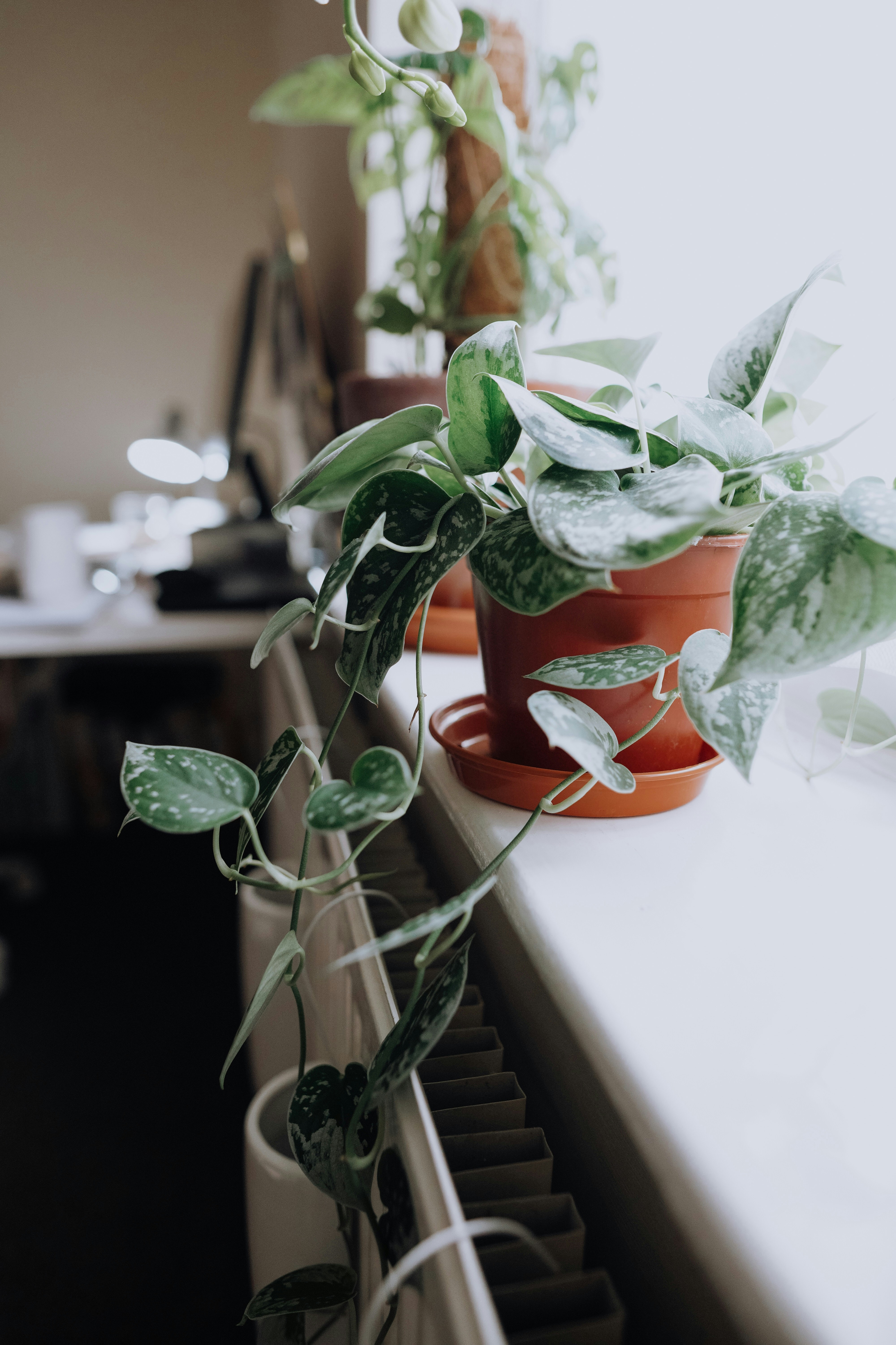 Photo by leavesandroots_