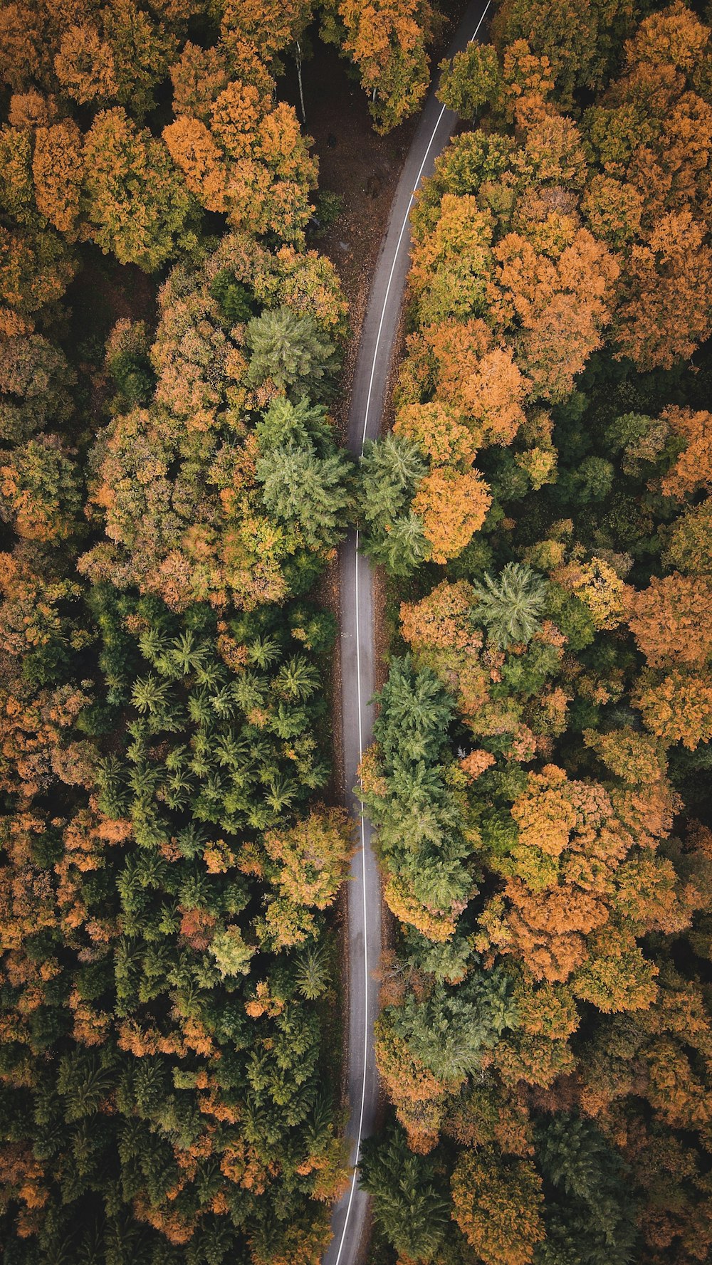 an aerial view of a road surrounded by trees