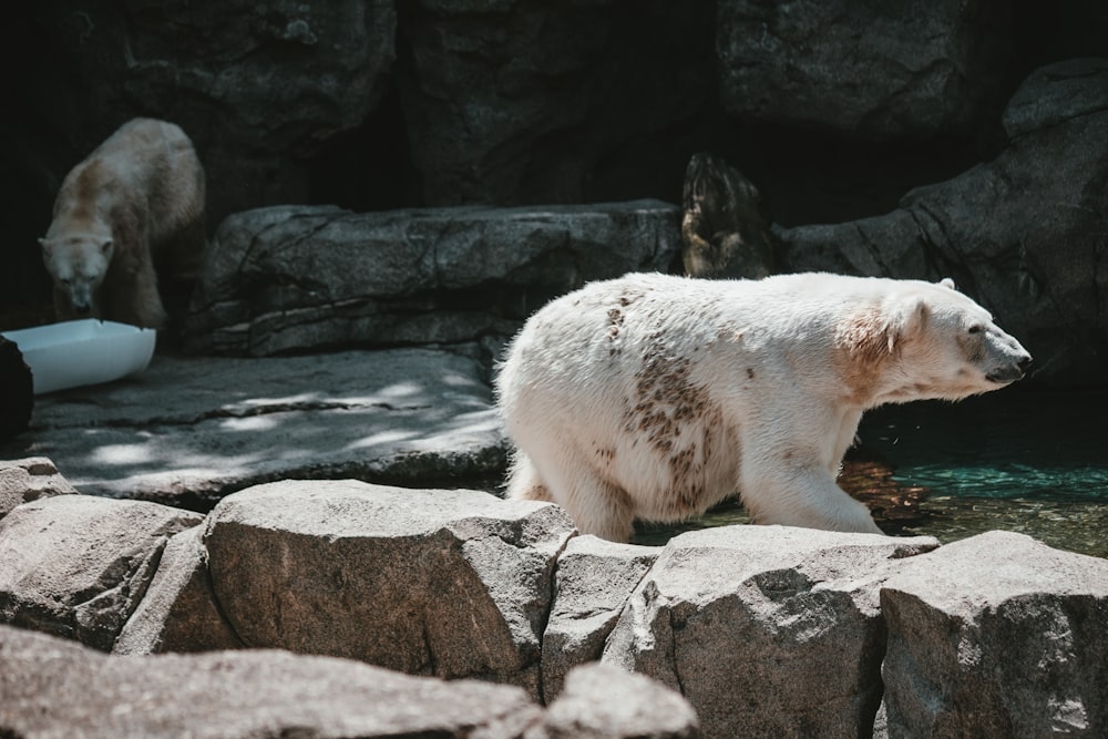 a polar bear walking on rocks near a body of water