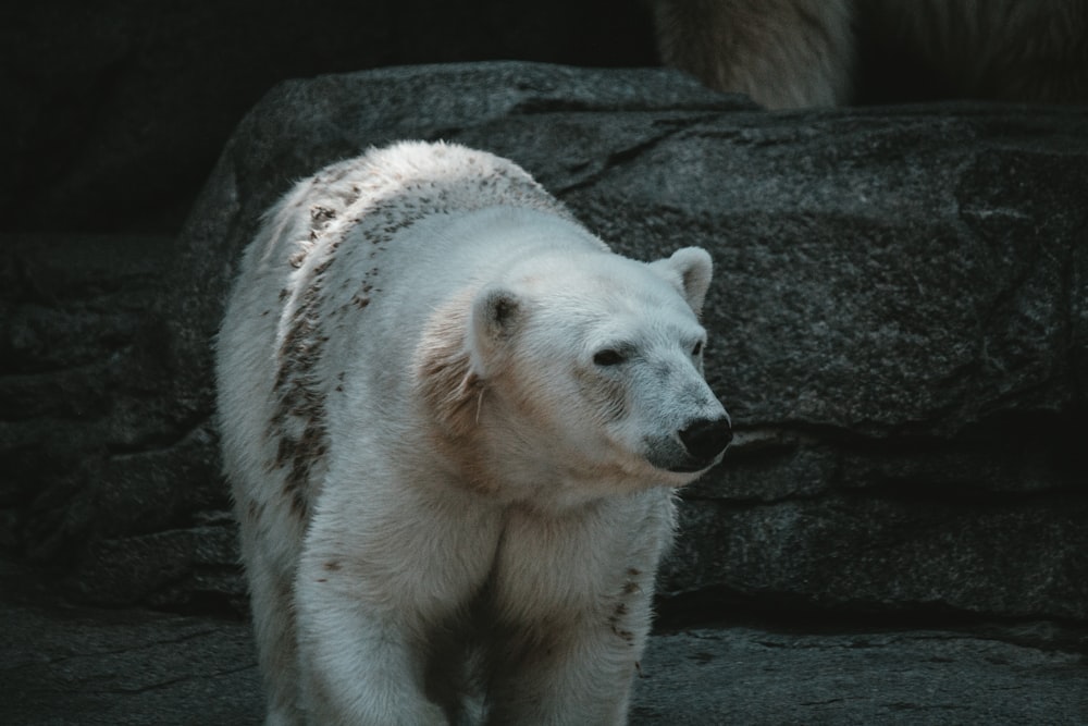 a large white polar bear standing on top of a rock