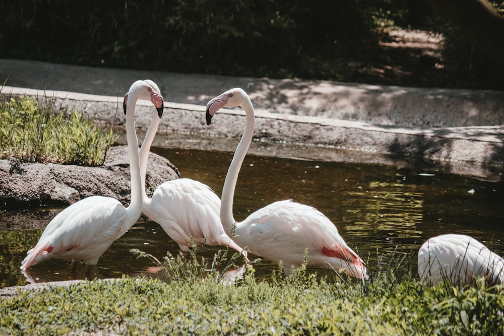 a group of flamingos standing in a pond of water