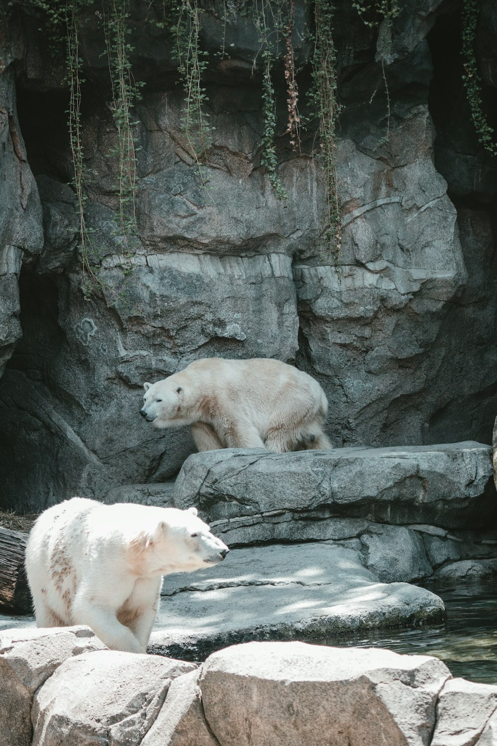 two polar bears in an enclosure at the zoo