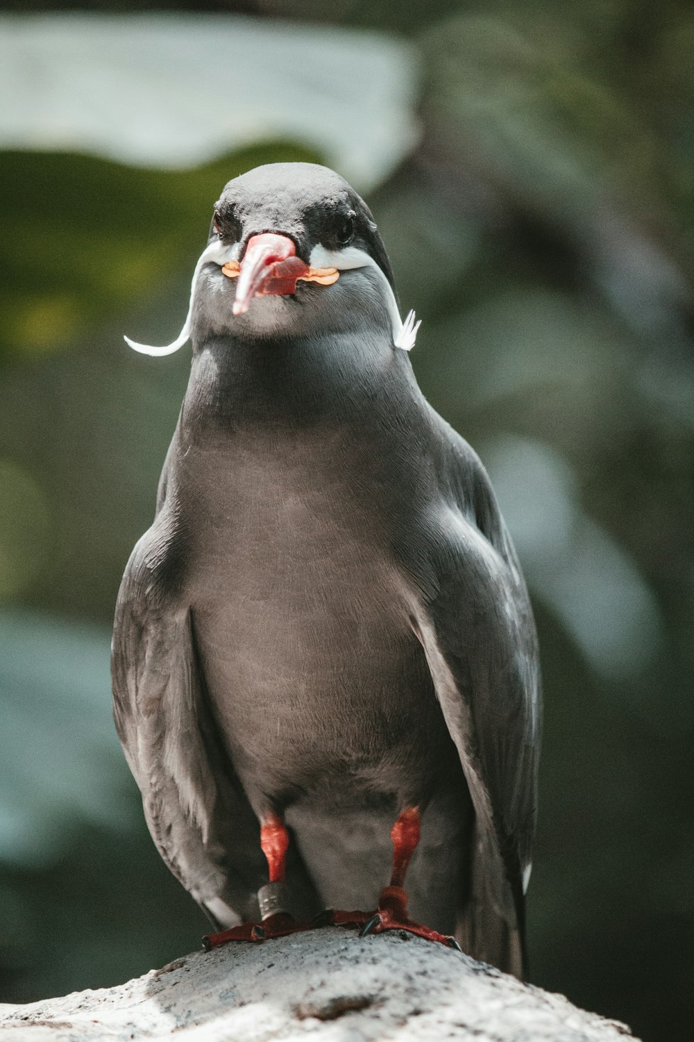 a close up of a bird on a rock