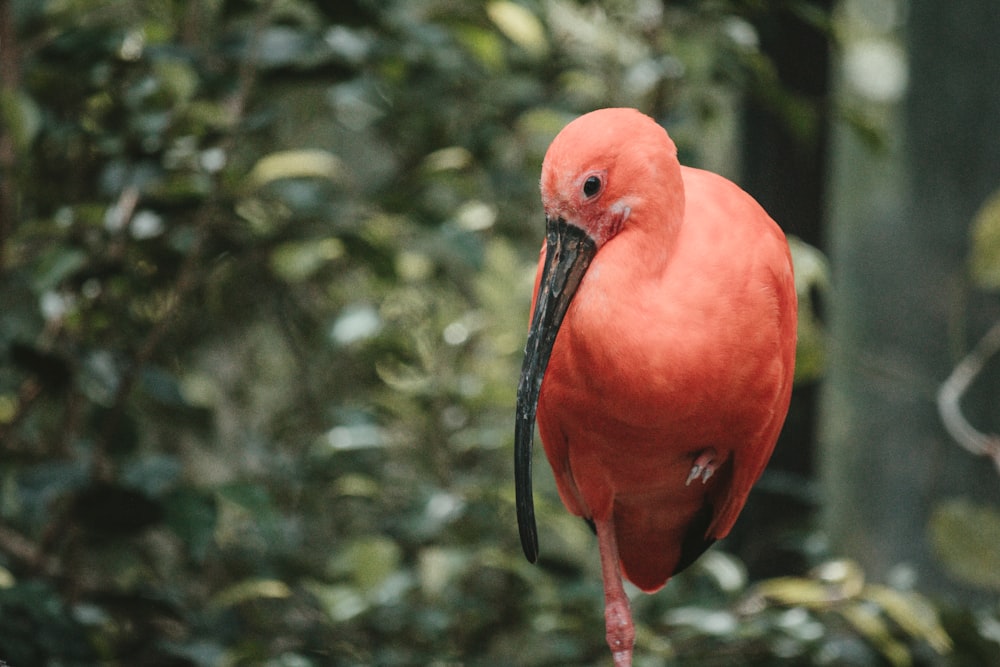 a red bird with a long beak standing on a branch