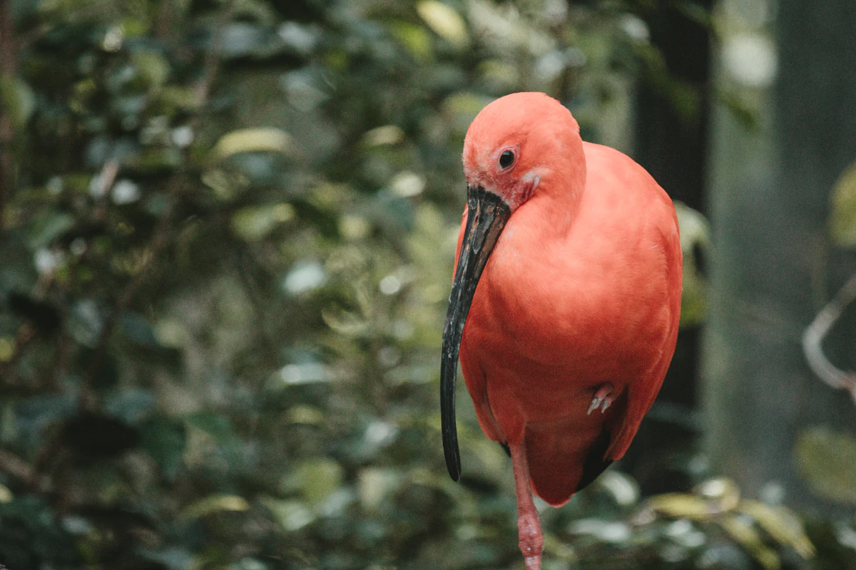 Guará no mangue