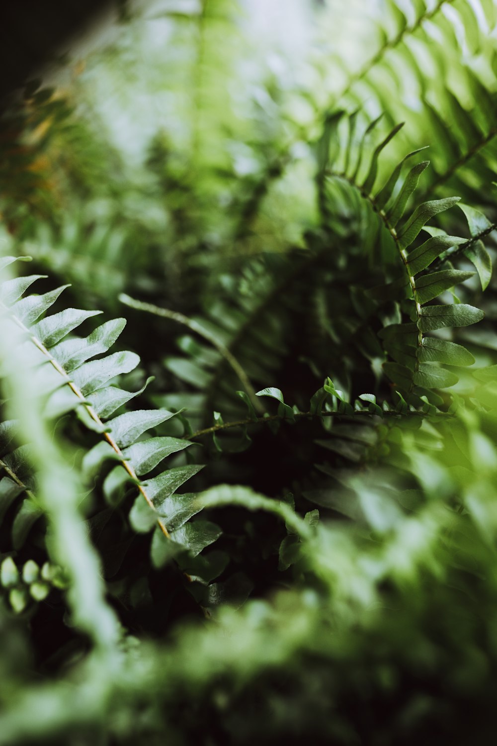 a close up of a plant with green leaves