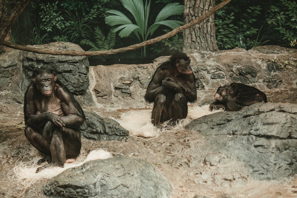 a group of monkeys sitting on top of rocks