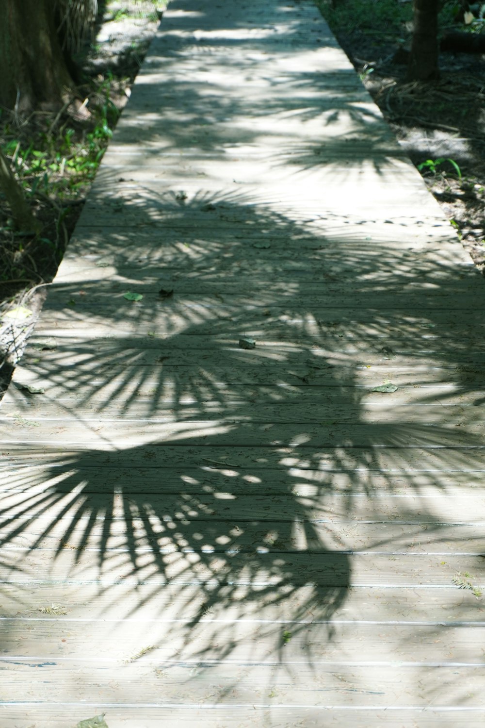 a wooden walkway with a bench and a palm tree shadow