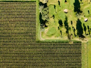 Panoramic drone image showing a vineyard with precise georeferenced mapping points.