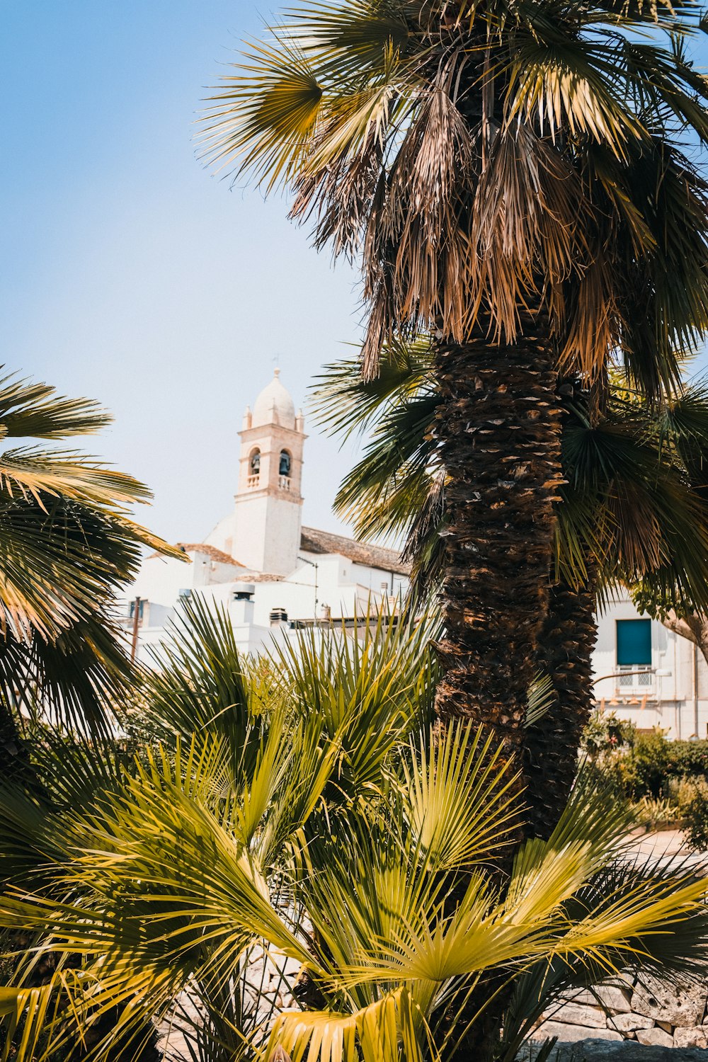 a palm tree with a church in the background