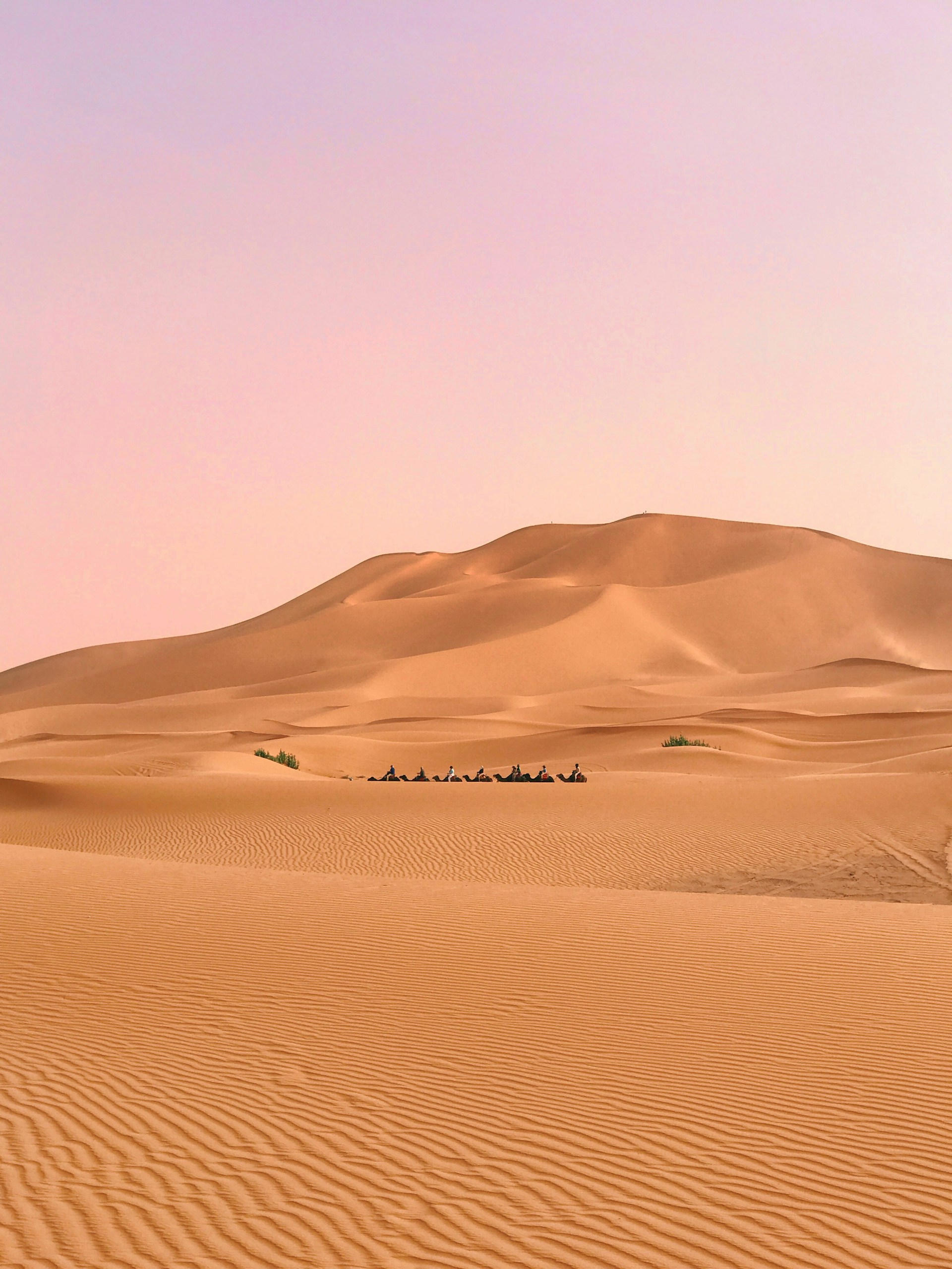 a group of people riding camels across a desert