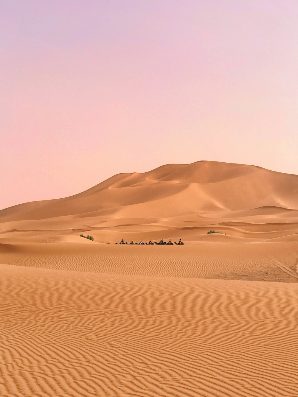 a group of people riding camels across a desert