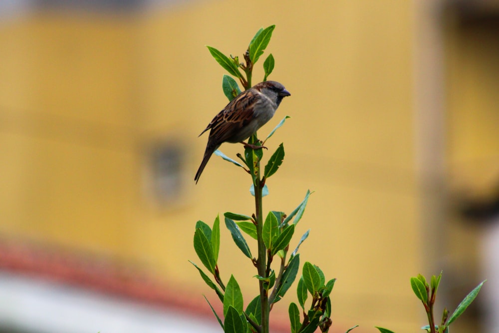 a small bird sitting on top of a green plant