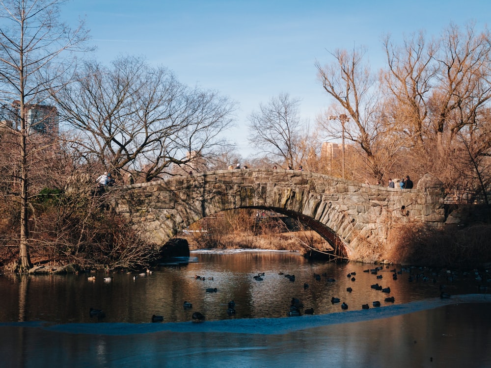 a stone bridge over a river with ducks on it