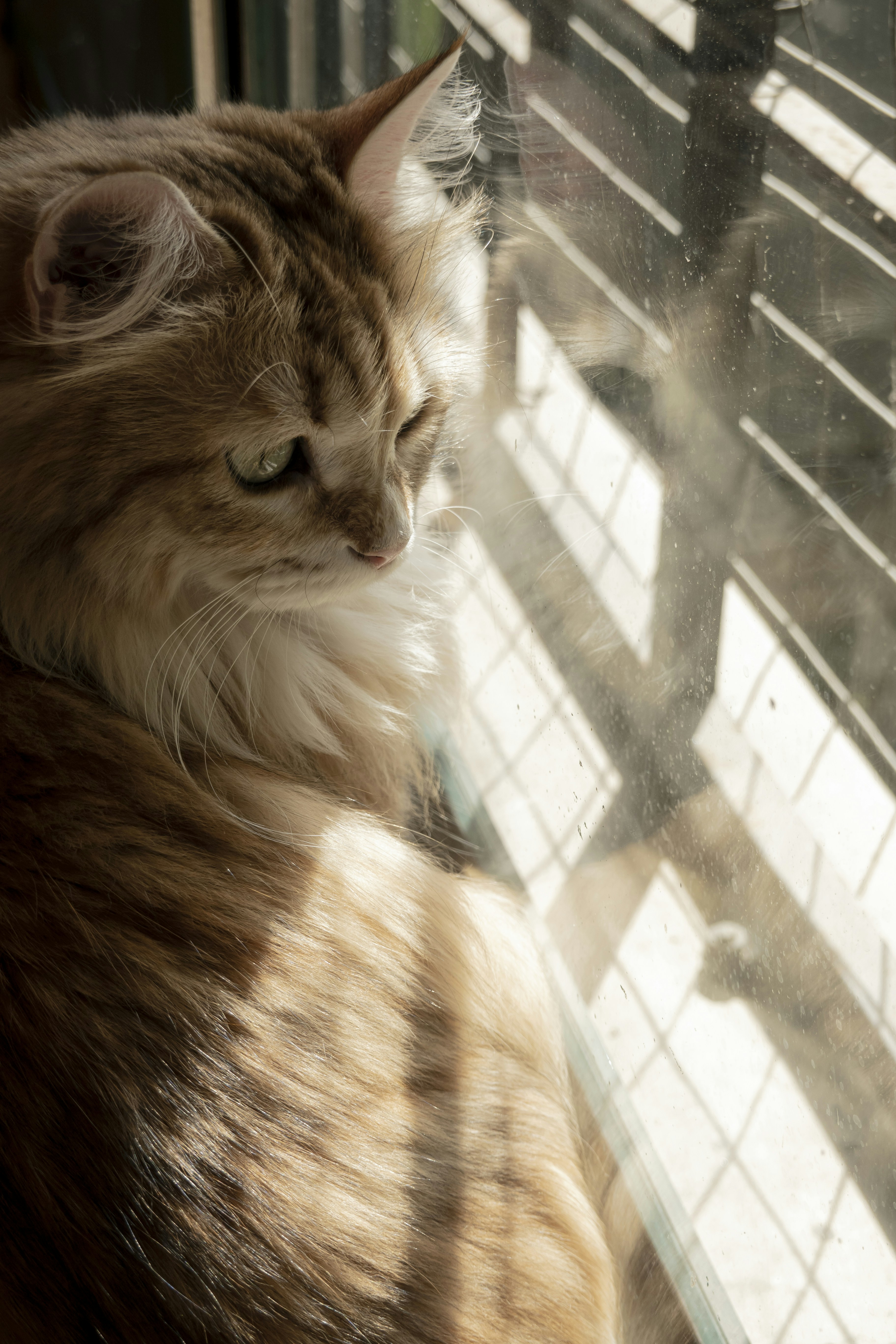 a cat sitting on a window sill looking out the window