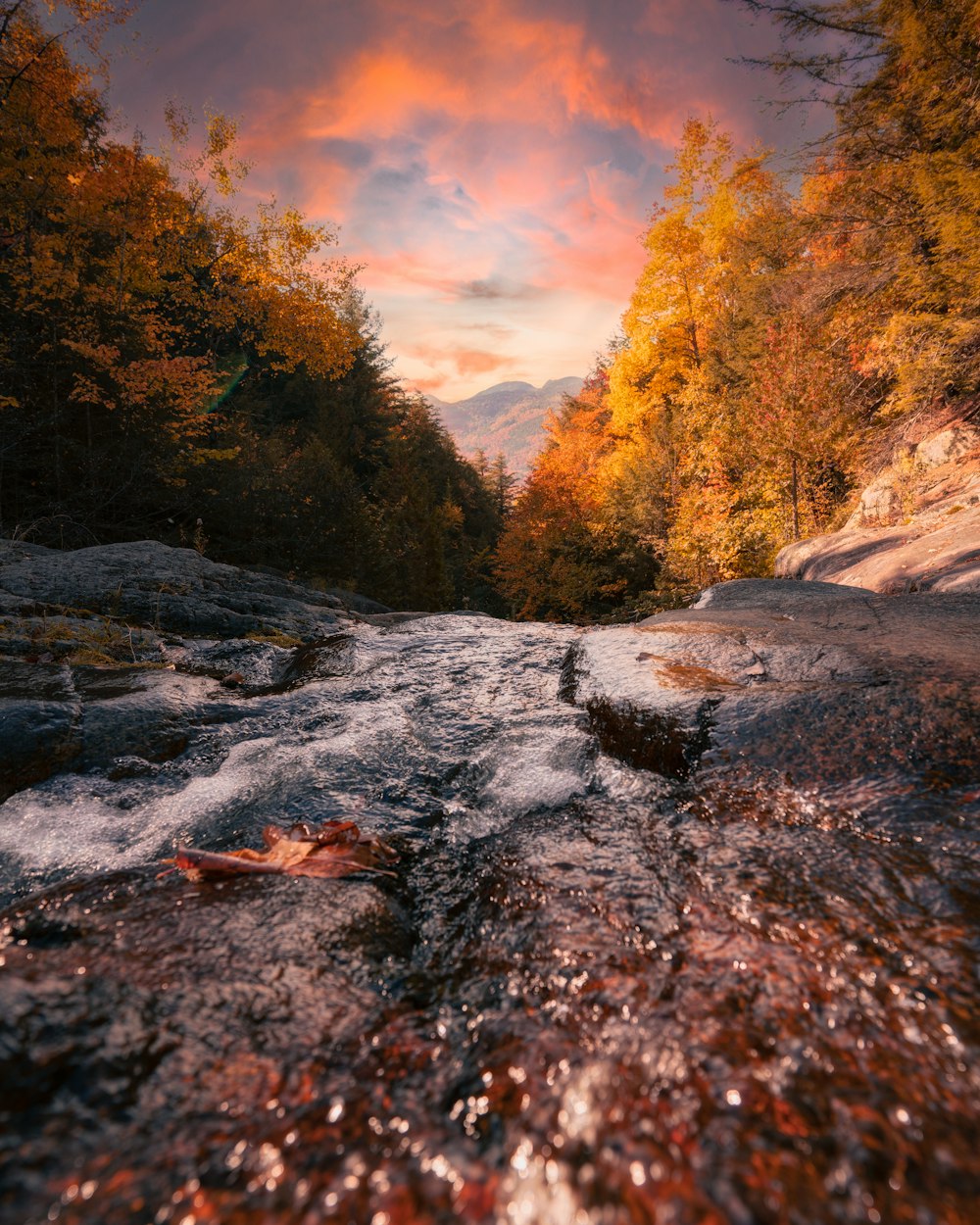 a river running through a lush green forest