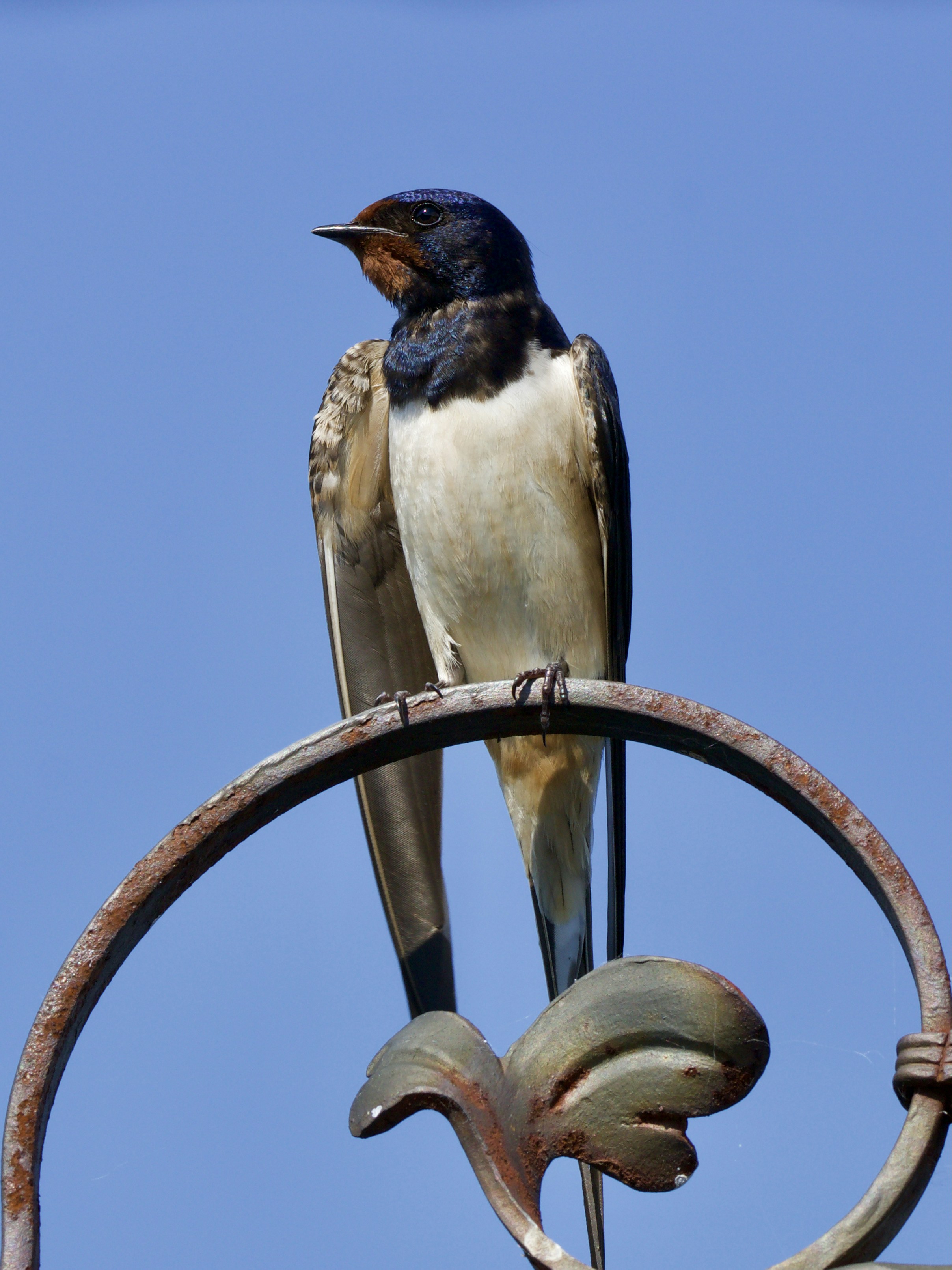 a couple of birds sitting on top of a metal pole